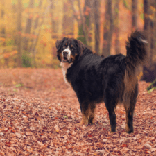 Black Bernese mountain dog on a park with orange fallen leaves